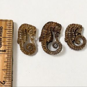 Dried Specimen 3 Real Seahorse 1/2”- 1” Rare Small
